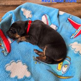 Red collar - Black male Great Dane puppy in Ulen, Minnesota from Hogenson Family Farm
