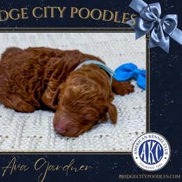 Ava - Red  female Poodle puppy in Signal Mountain, Tennessee from Bridge City Poodles
