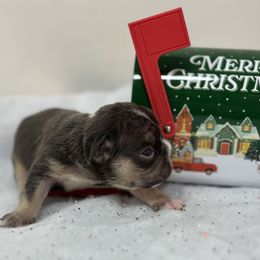 Hera - Tricolors female French Bulldog puppy in Amarillo, Texas from Bomb City Bulldogs