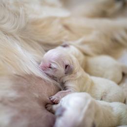 Boy 2 - Light golden male Golden Retriever puppy in Kingwood, Texas from Faded Ash Goldens