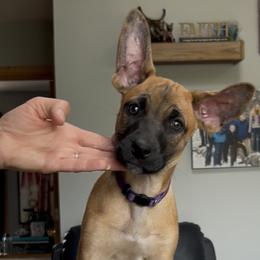 Purple sable coated girl - Fawn female Xoloitzcuintli puppy in Traverse City Area, Michigan from Kingslee Kennels
