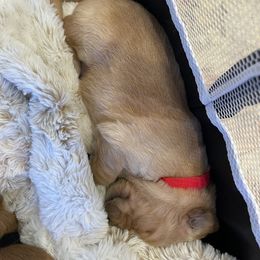 Golden Retriever Puppies from Tradershire Goldens