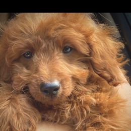 Vixy - Goldendoodle
