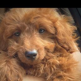 Vixy - Goldendoodle