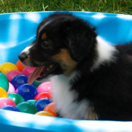 Miniature American Shepherd Puppies from Stones River Mini American Shepherds