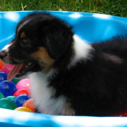 Miniature American Shepherd Puppies from Stones River Mini American Shepherds