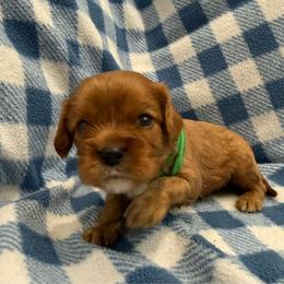 Cooper - Ruby male Cavalier King Charles Spaniel puppy in Ocala, Florida from Ray of Sunshine Spaniels LLC