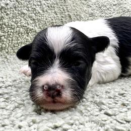 Zipper - Black and white male Havanese puppy in Hendersonville, North Carolina from Kim's Cove Dog Co.