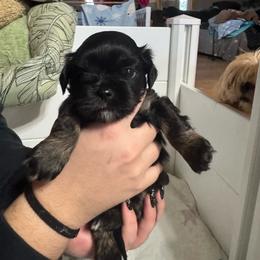 Skips - Black male Lhasa Apso puppy in Snover, Michigan from Lhasa Fur Life