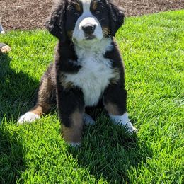 Bernese Mountain Dog Puppies from Mountain Home Berners