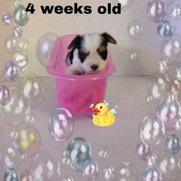 Lacey's Pink Girl - Parti female Yorkshire Terrier puppy in Inverness, Florida from Luvayorkie&more