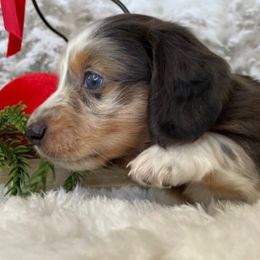 Marvin - Dapple male Dachshund puppy in Lakeland, Florida from Elite Doxies Florida