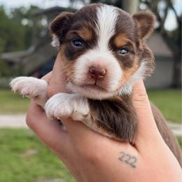 Poppy ASDR - Red tri female Toy Australian Shepherd puppy in Polk City, Florida from Skaky Shepherds