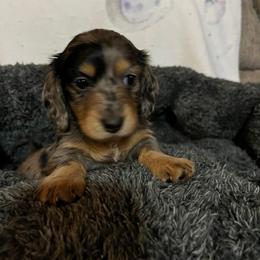 Carol - Dapple female Dachshund puppy in Harriet, Arkansas from B&K Dachshunds