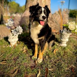 Deja Vu - Australian Shepherd