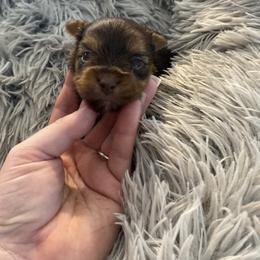 Tiny boy - Chocolate, tan and white male Yorkshire Terrier puppy in Yukon, Oklahoma from Tiffs Yorkie babies