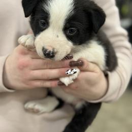 Purple collar - Black and white female Border Collie puppy in Tallmadge, Ohio from Premier Dobermans