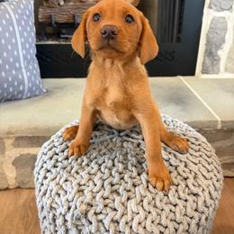 Kate - Yellow female Labrador Retriever puppy in Sugarcreek, Ohio from 1611 Sport Dogs