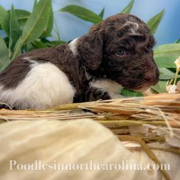 Nick - Parti male Poodle puppy in Greenville, North Carolina from Grace Poodles