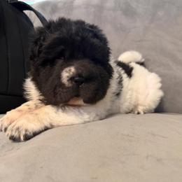 French Toast - White male Chinese Shar-Pei puppy in Lenoir, North Carolina from Peitato Chips