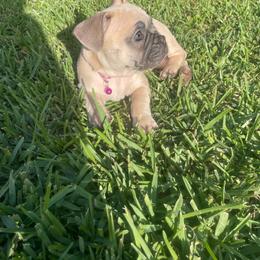 Cleo - Fawn female French Bulldog puppy in Metairie, Louisiana from Surcouf Frenchie’s