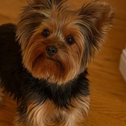 Harper - Yorkshire Terrier