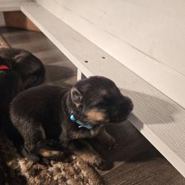 Boy 5 - Black and red male German Shepherd puppy in Oconomowoc, Wisconsin from Vom Haus Borchardt GSD Kennels