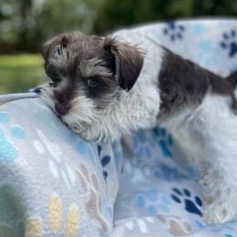 Buddy - Parti male Miniature Schnauzer puppy in Anthony, Florida from Amanda Tragash