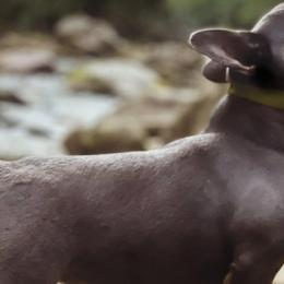 American Bullies and French Bulldogs from Noble One Bullies