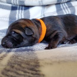 German Shepherd Puppies from Kruegerhaus German Shephers