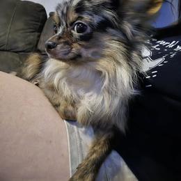 Leroy - Chihuahua
