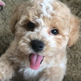 Assorted Doodle Crosses, Cavachons, Cavalier King Charles Spaniels, and Cavapoos from Prairie Puppies