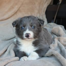 Kevin - Blue Collar - AKC - Blue male Border Collie puppy in Courtland, Alabama from C Bar C Ranch Border Collies