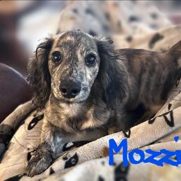 Mozzie - Dachshund