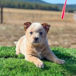 O5 4D Touch Me Like A Gangster - Red speckled female Australian Cattle Dog puppy in Spokane, Washington from 4D Cattle Dogs