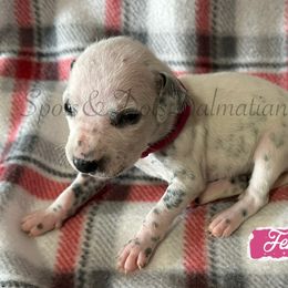 Magenta - White and black female Dalmatian puppy in Jacksonville, North Carolina from Spots and Dots Dalmatians