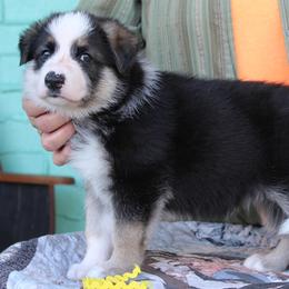 Yellow colored female - Panda female German Shepherd puppy in Yakima, Washington from Bahr-S German Shepherds