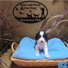 Boy 2 - Liver and white male English Springer Spaniel puppy in Potosi, Wisconsin from Point and Flush Gun Dogs