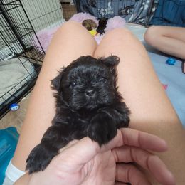 Shih Tzu Puppies from Chimera Shih Tzu