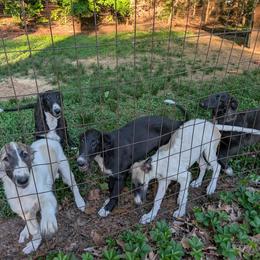 Girl 1 - White female Borzoi puppy in La Plata, Maryland from Ryhka Borzoi