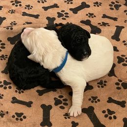 Bernedoodle Puppies from Family Jewels Kennel