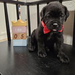 Cane Corso Puppies from Carrie Brown's Cane Corsos