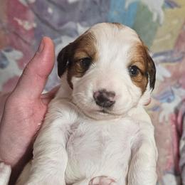 CKC Red piebald girl - Piebald female Dachshund puppy in Springdale, Washington from TNT MINI DACHSHUNDS
