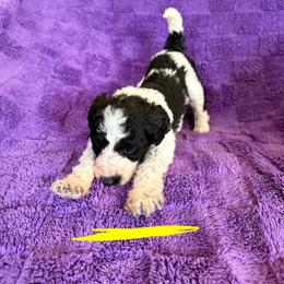 Yellow - Black and white female Sheepadoodle puppy in Prairie Du Chien, Wisconsin from Hicklin Hollow Ranch