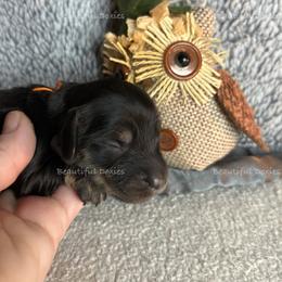 Rudolph - Black and cream male Dachshund puppy in Washington from Beautiful Doxies