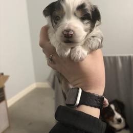 Frost - Blue merle male Miniature Australian Shepherd puppy in Weatherford, Texas from F & T Aussies