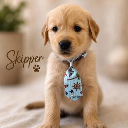Skipper - Golden male Golden Retriever puppy in San Bernardino, California from Thegoldendreams1