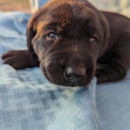 Dilute Retriever and Labrador Retriever Puppies from LC Hunting Labs, LLC.
