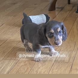 Girl 1 - Chocolate and cream female Dachshund puppy in Marysville, California from Dynasty Empire Kennels