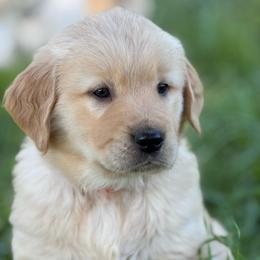 Orange Boy - Light golden male Golden Retriever puppy in Scio, Oregon from Stackhouse Family Farm